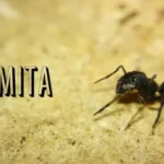 Hormita: Everything You Need to Know