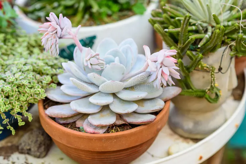 The Ultimate Guide to Succulents